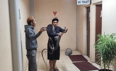 Heboh! King Cobra 4 Meter Masuk Kantor BRIN Tangsel, Proses Evakuasi Bikin Tegang