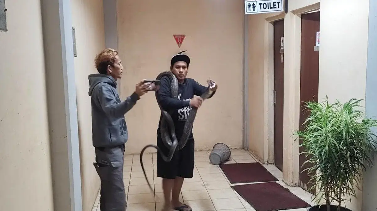 Heboh! King Cobra 4 Meter Masuk Kantor BRIN Tangsel, Proses Evakuasi Bikin Tegang